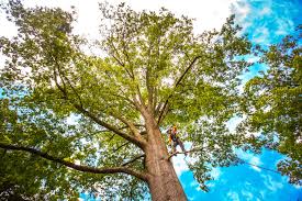 Best Seasonal Cleanup (Spring/Fall)  in Manhattan, KS