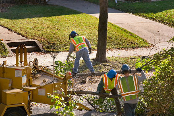 Best Residential Tree Removal  in Manhattan, KS